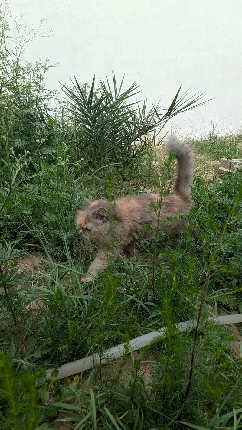 persian cat for sale. — photo 4