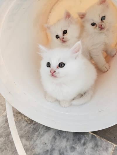 Persian cats