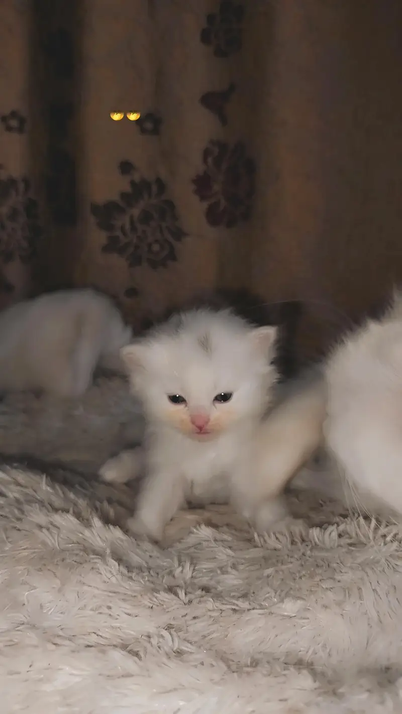 Persian cats — photo 2