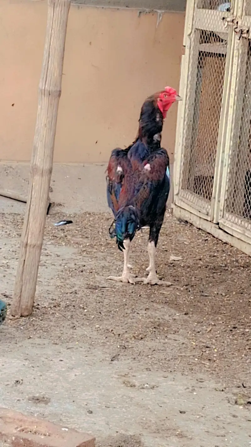 Aseel Mianwali — photo 2
