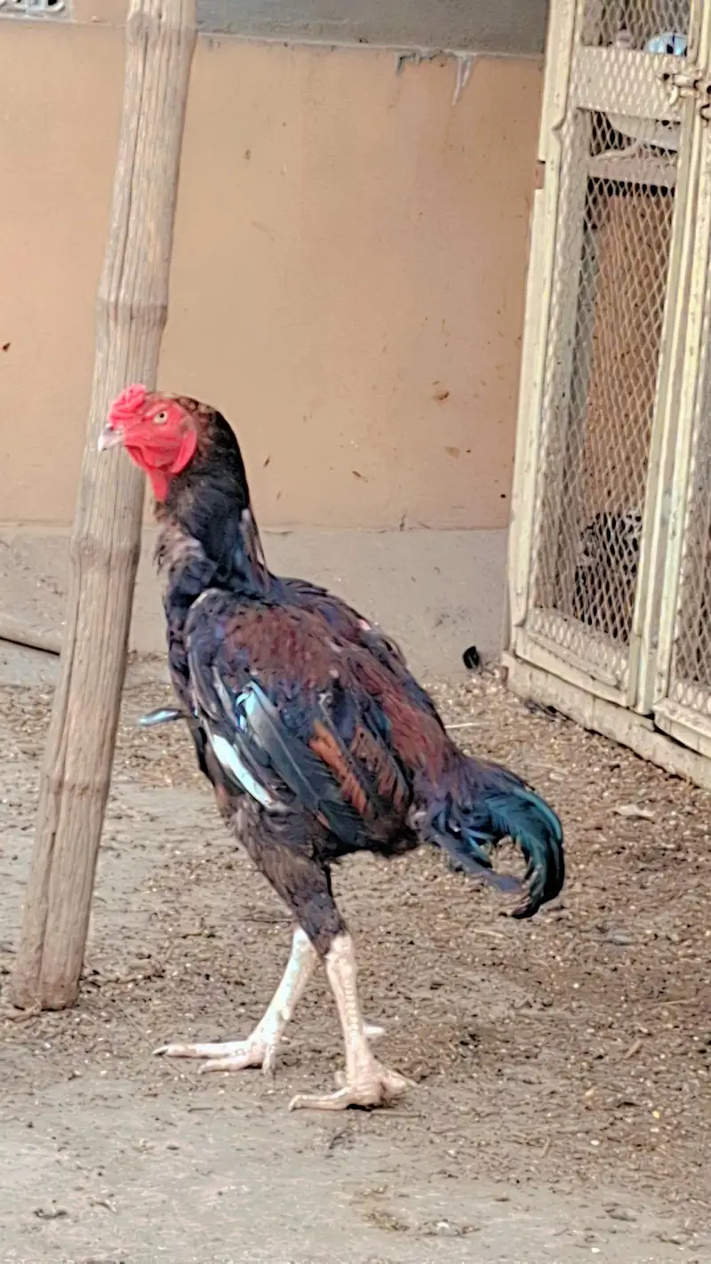 Aseel Mianwali — photo 5
