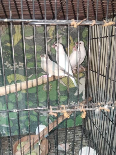 2 white Jawa pairs