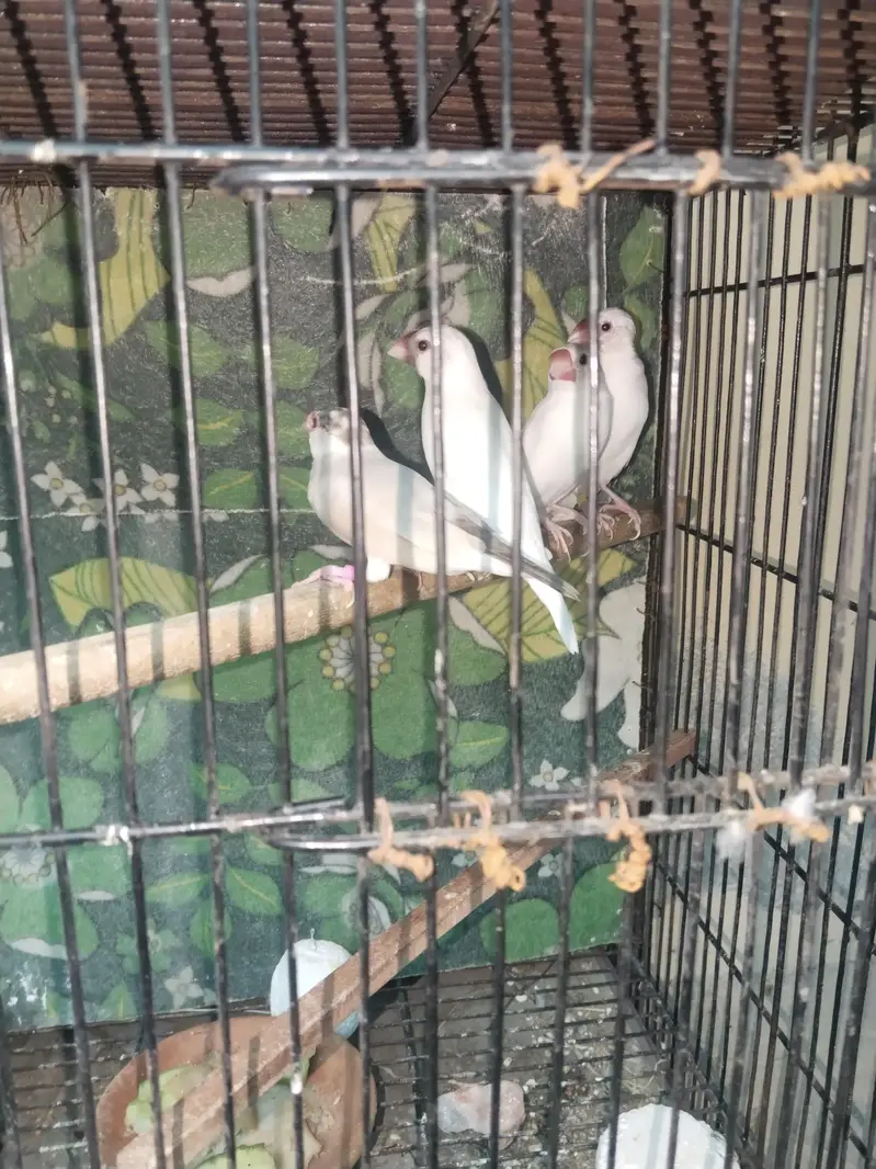 2 white Jawa pairs