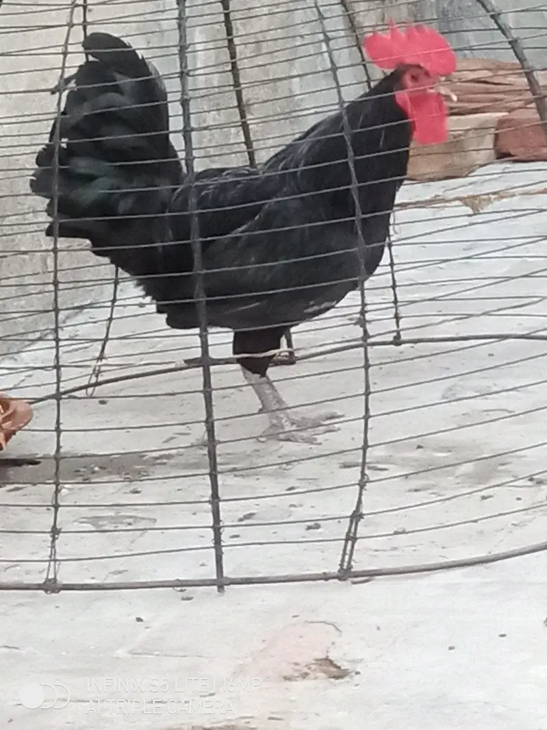 Australorp heritage pure breed male for sale 0333_470'73-96 — photo 5