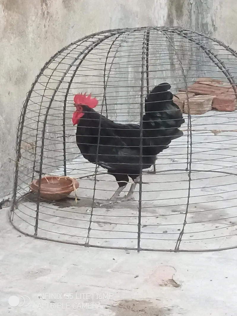 Australorp heritage pure breed male for sale 0333_470'73-96 — photo 6