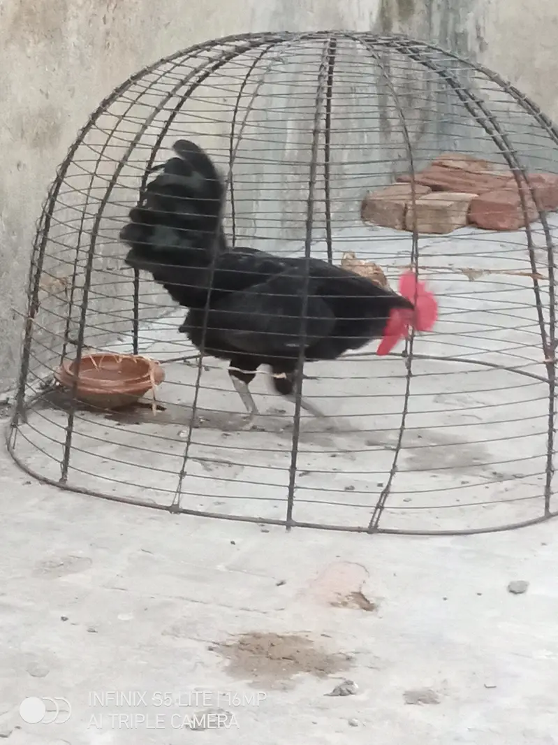 Australorp heritage pure breed male for sale 0333_470'73-96 — photo 7