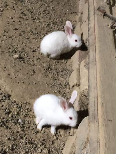 red eyes Bunnys