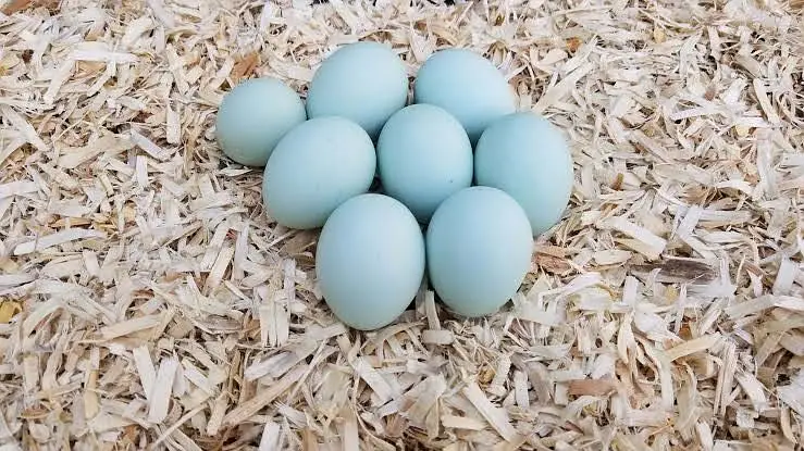 Fresh Fertile Americuana Eggs and hatching service — photo 3
