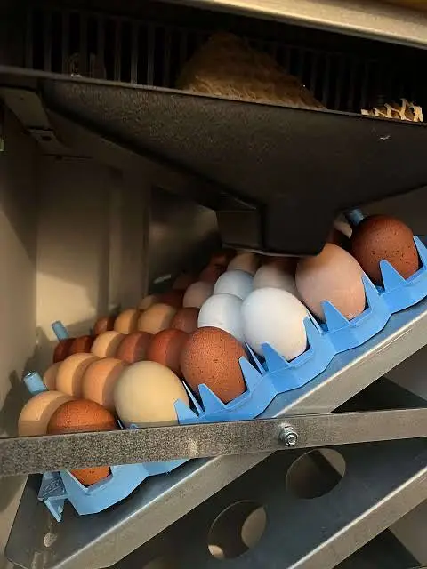 Fresh Fertile Americuana Eggs and hatching service — photo 2