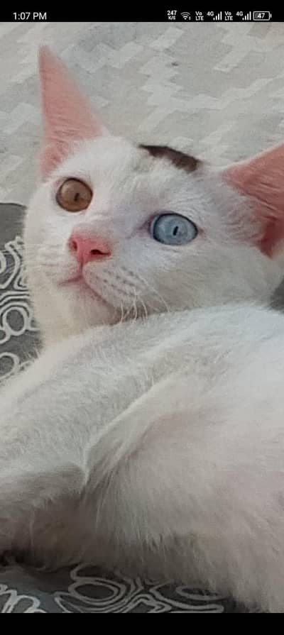 mein ye cat sell Karna Chahta hon ye aik ghrelo cat hai