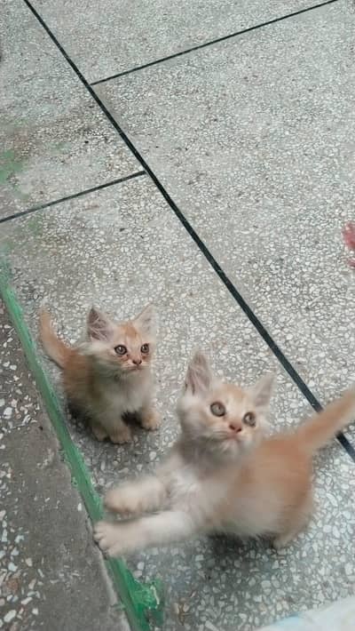 Persian Kittens for Sale | 2.5 Months | Litter Trained