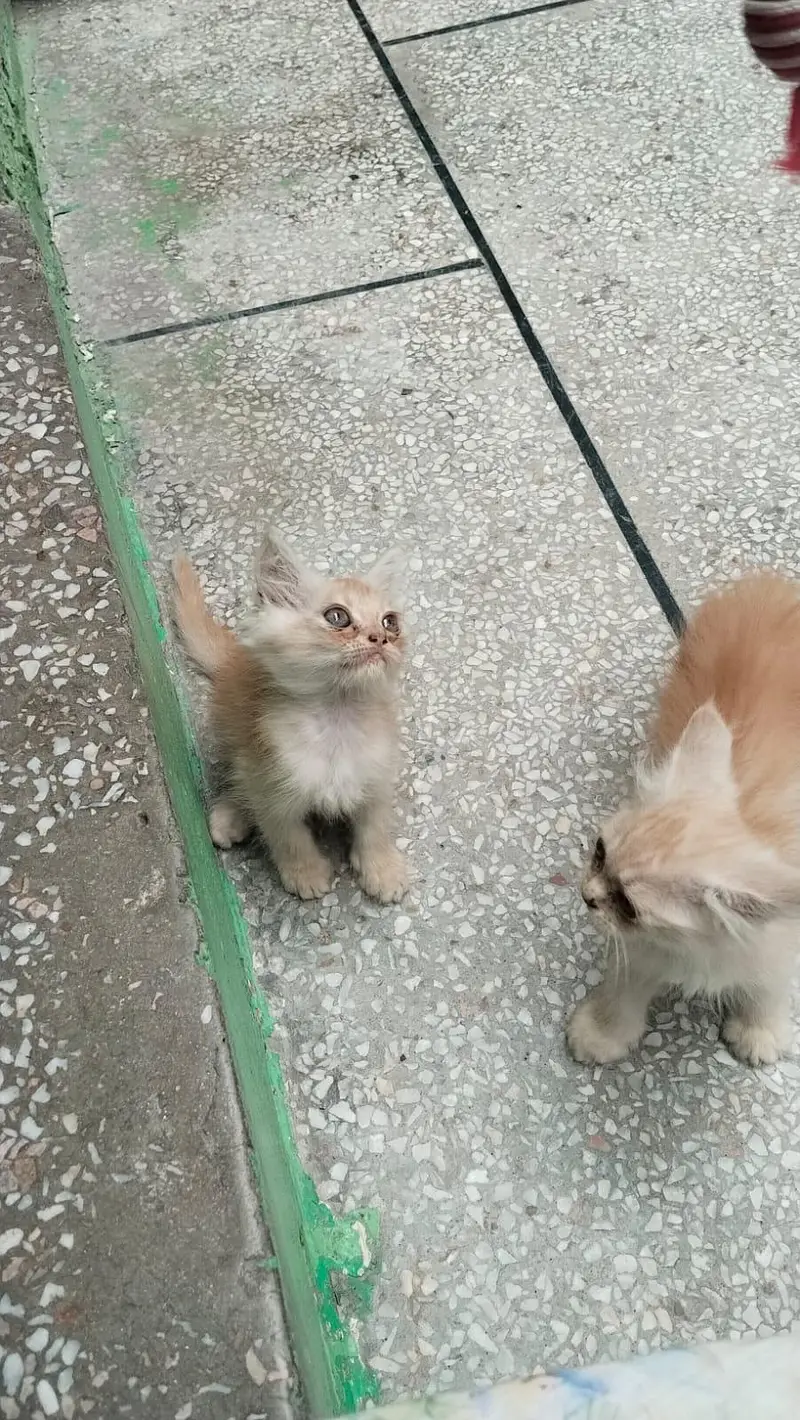 Persian Kittens for Sale | 2.5 Months | Litter Trained — photo 2