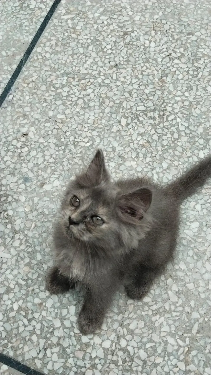 Persian Kittens for Sale | 2.5 Months | Litter Trained — photo 3