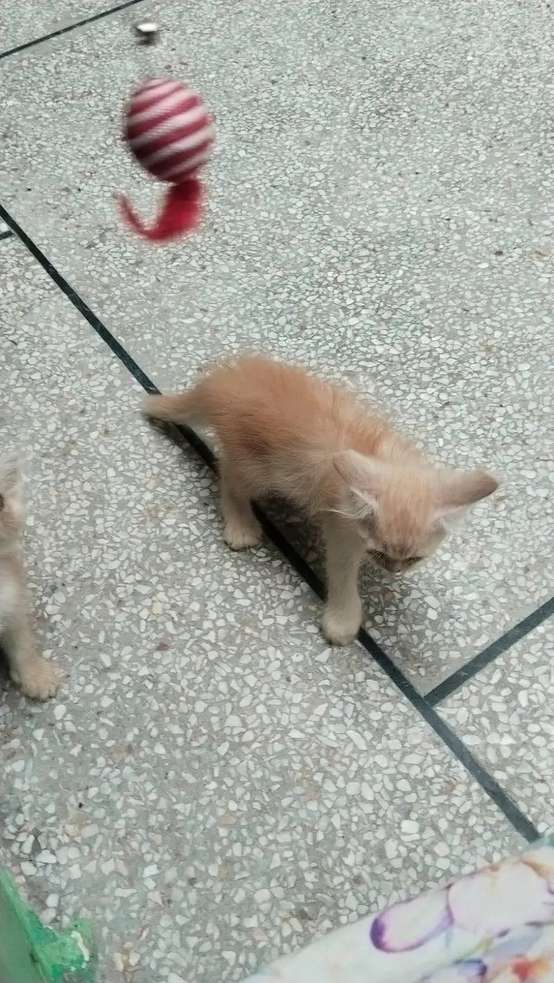 Persian Kittens for Sale | 2.5 Months | Litter Trained — photo 4