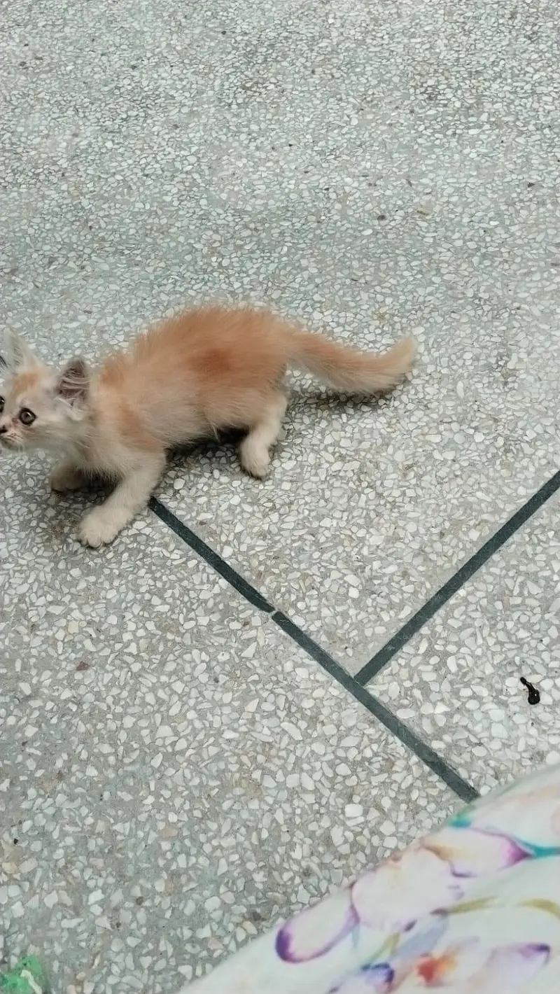 Persian Kittens for Sale | 2.5 Months | Litter Trained — photo 5