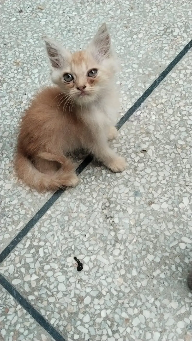 Persian Kittens for Sale | 2.5 Months | Litter Trained — photo 6