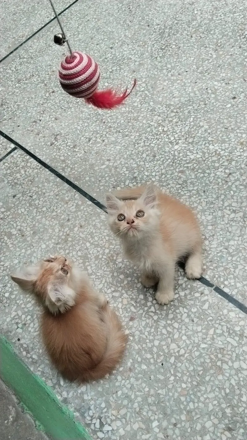 Persian Kittens for Sale | 2.5 Months | Litter Trained — photo 7