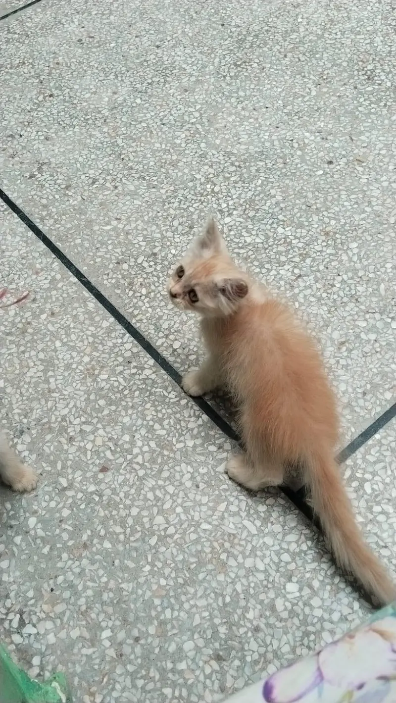 Persian Kittens for Sale | 2.5 Months | Litter Trained — photo 8