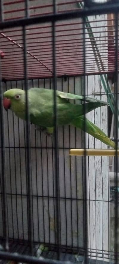 Ringneck
