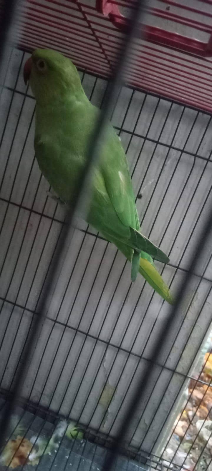 Ringneck 1