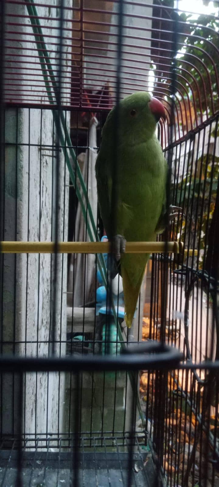 Ringneck 2