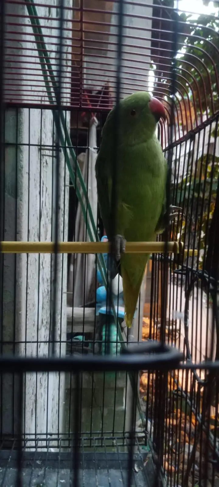 Ringneck — photo 3