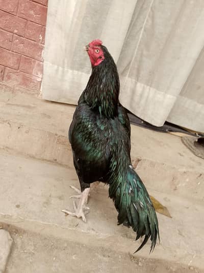 aseel bird's
