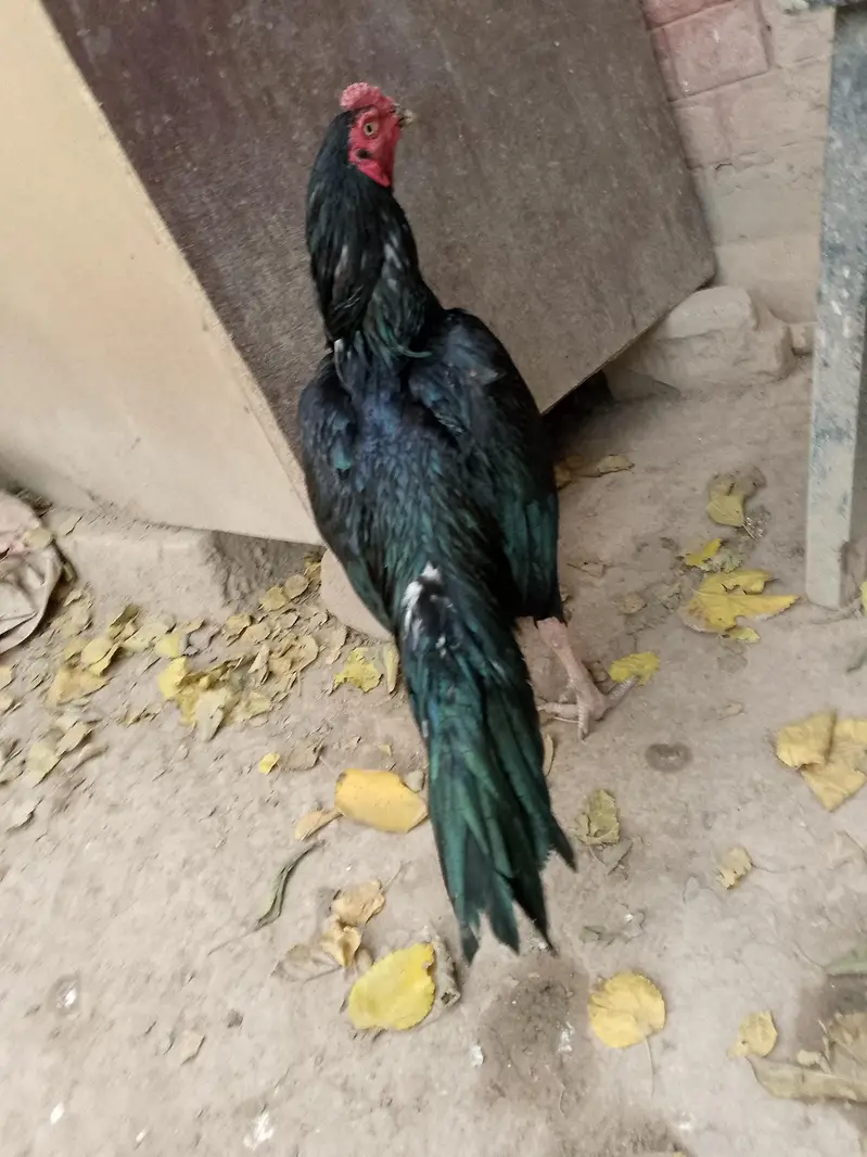 aseel bird's — photo 3