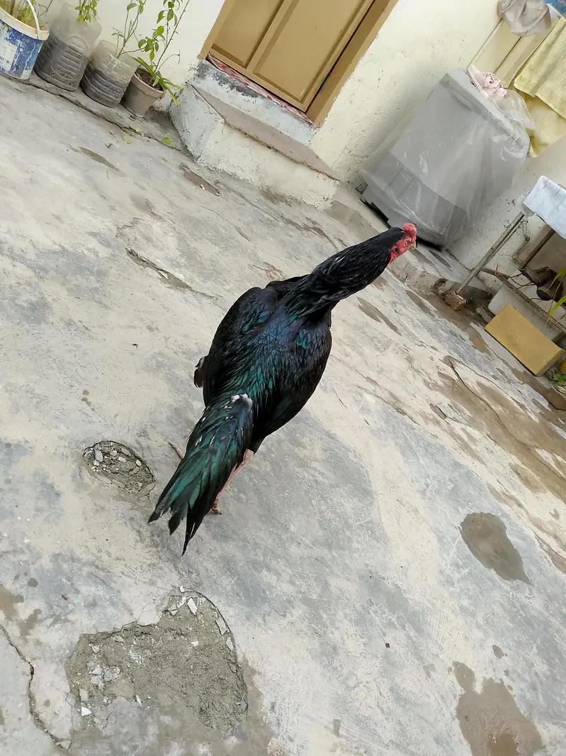 aseel bird's — photo 4