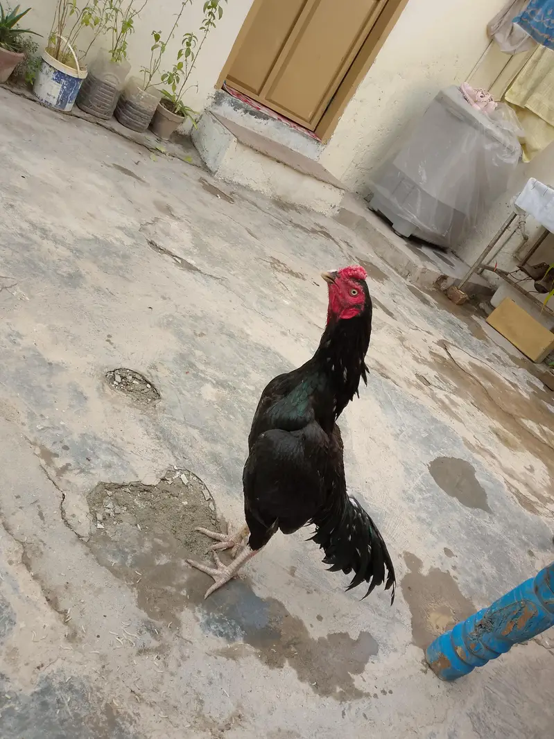 aseel bird's — photo 5