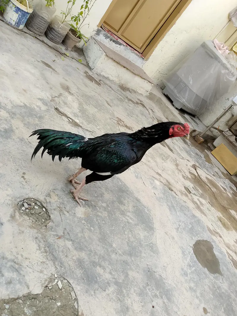 aseel bird's — photo 6