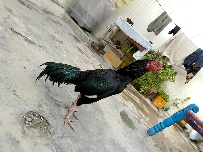 aseel bird's — photo 7