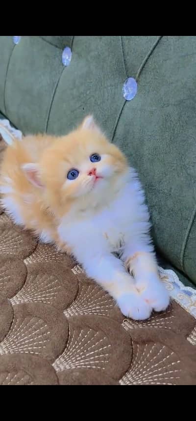 Quality Persian Punch face cat & kittens 03495425573 WhatsApp