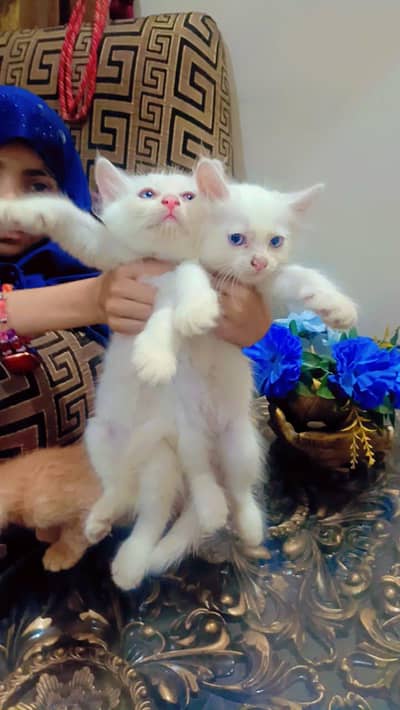 Persian cat kittens pair