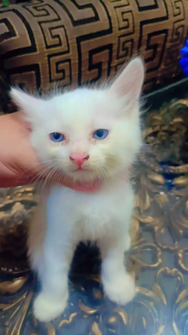 Persian cat kittens pair — photo 2