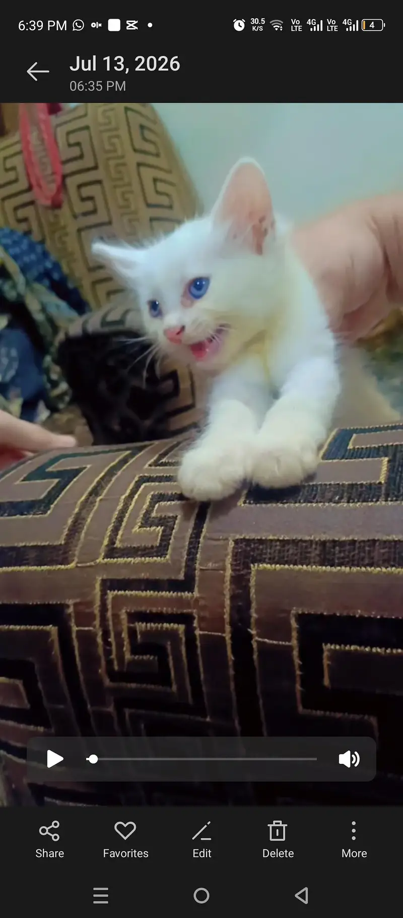 Persian cat kittens pair — photo 3
