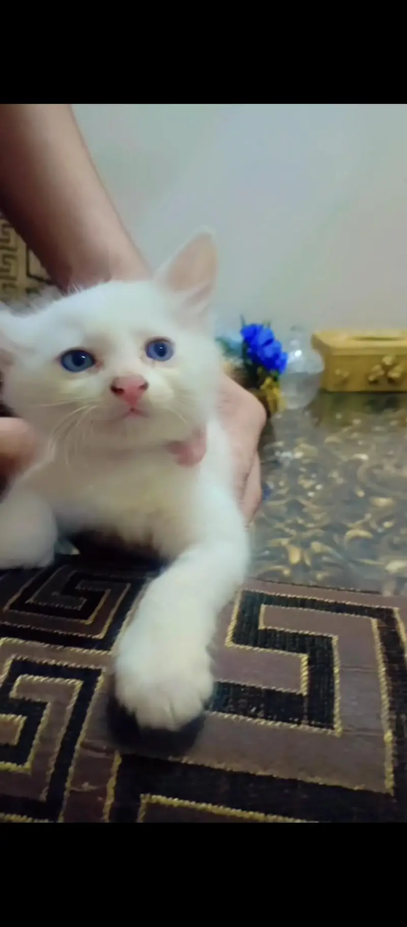 Persian cat kittens pair — photo 4