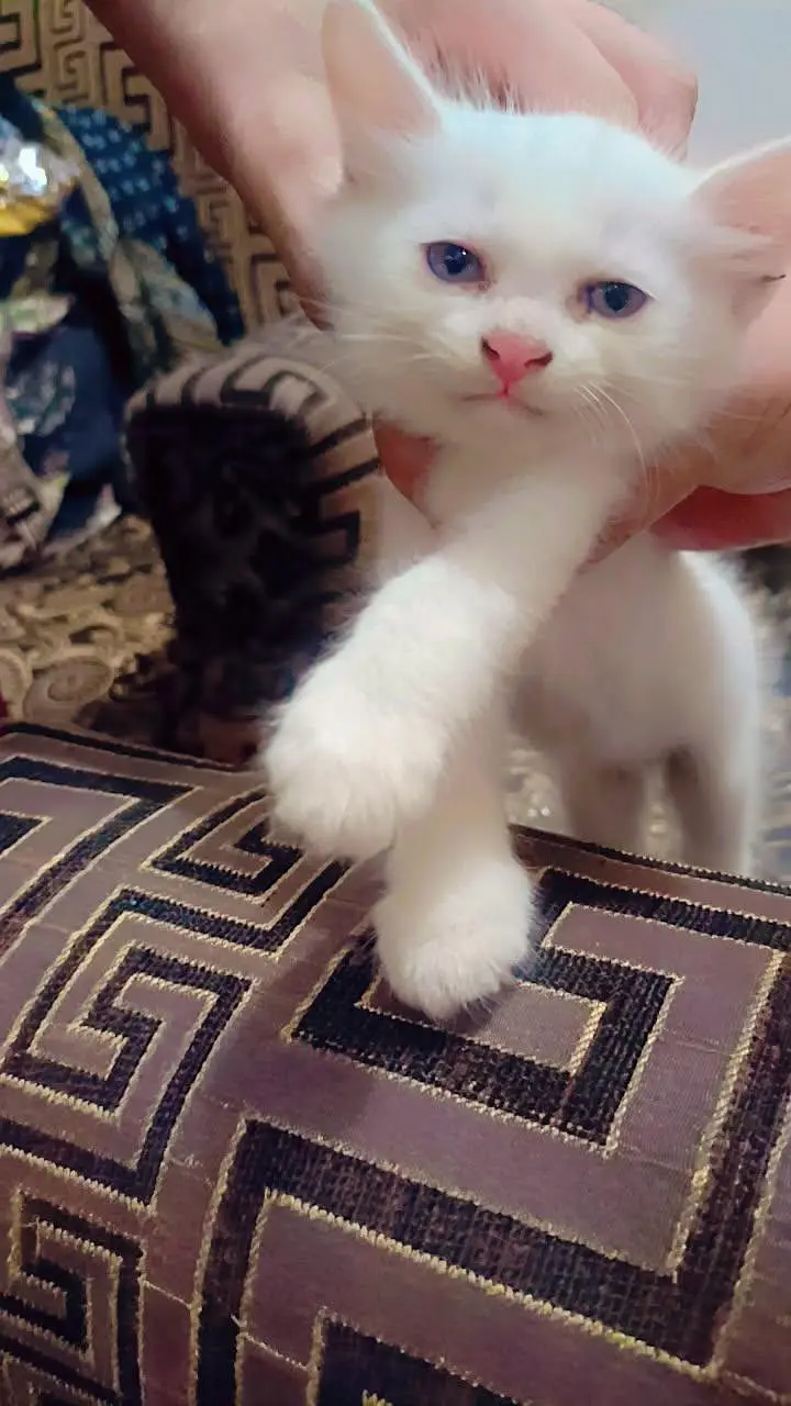 Persian cat kittens pair — photo 5