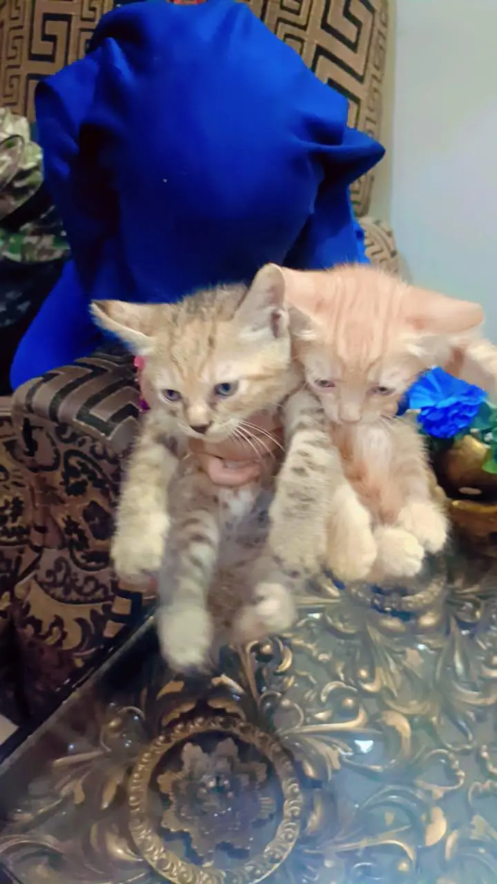 Persian cat kittens pair — photo 6