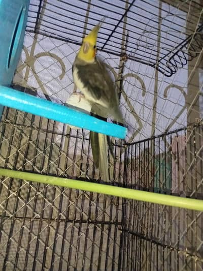 cocktail breeder pair nail fly saab ok only serious buyer contact