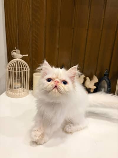 Persian Kitten | Piki Face | high quality kitten | triple coated |