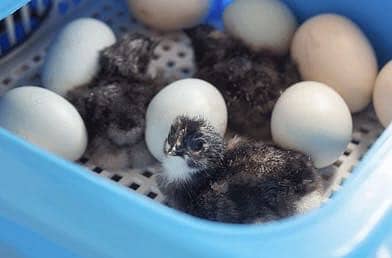 Fresh Fertile Americuana Eggs and hatching service