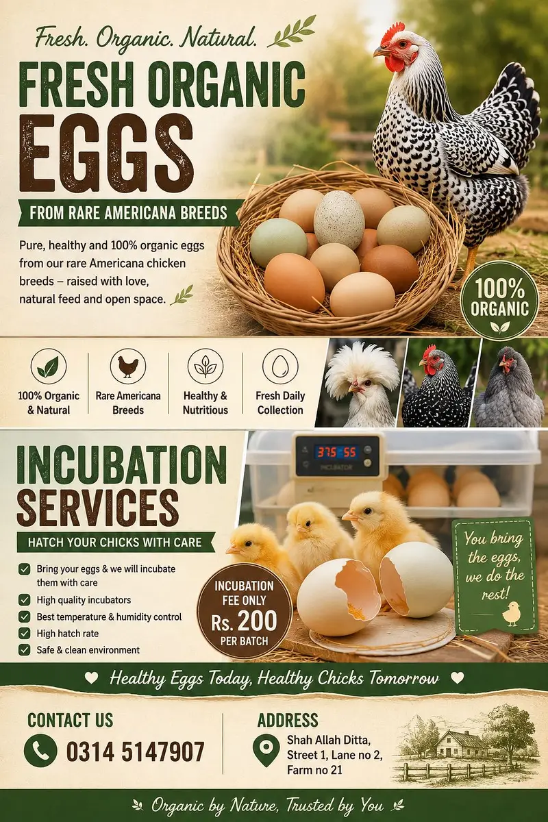 Fresh Fertile Americuana Eggs and hatching service — photo 4