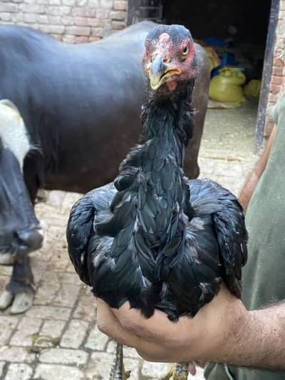orignal Aseel full black