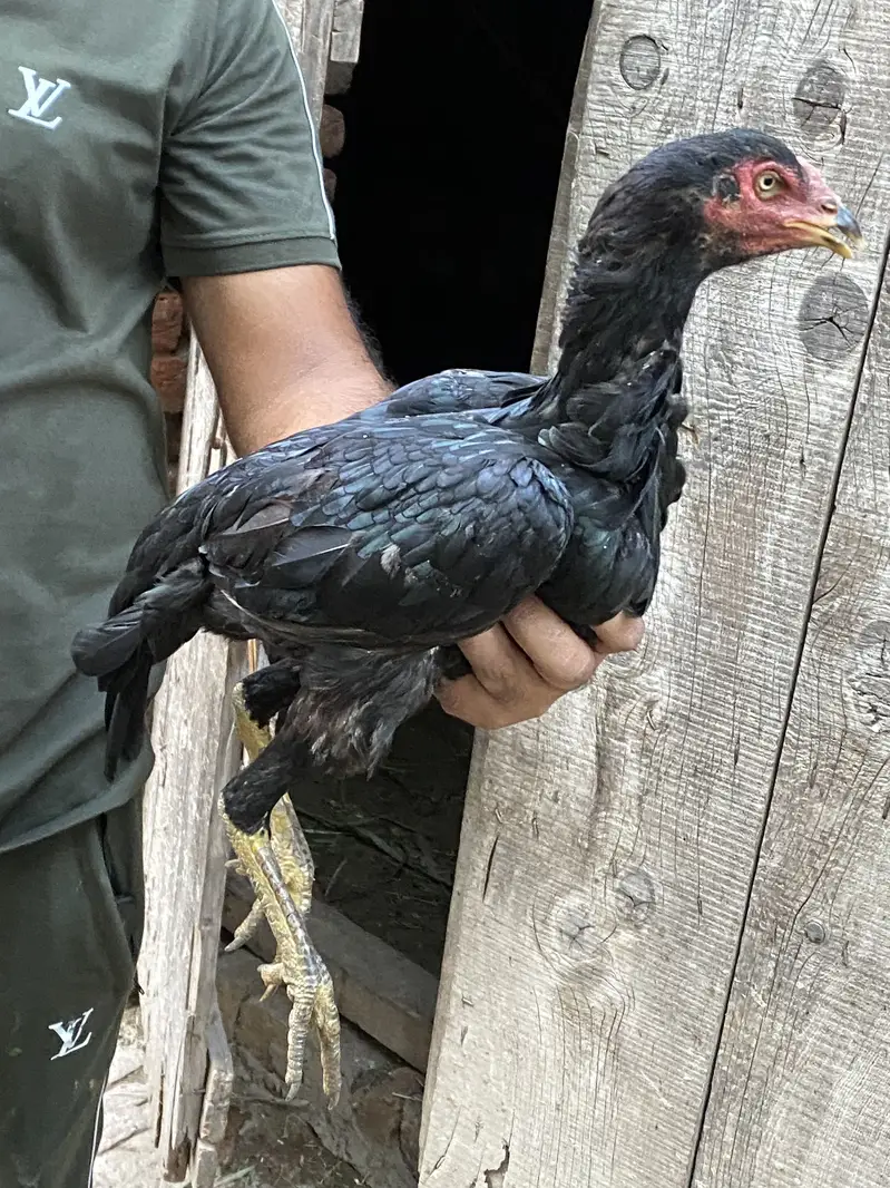 orignal Aseel full black — photo 3