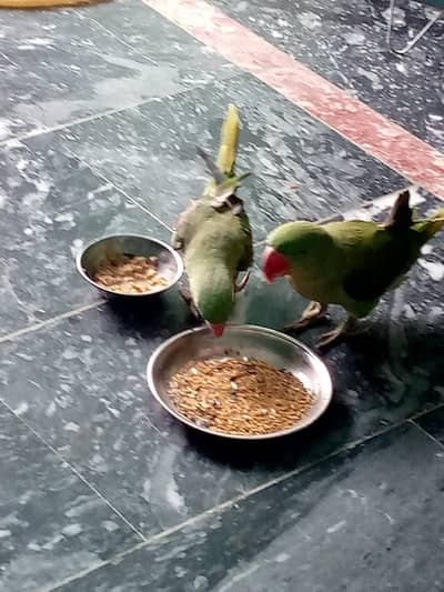 Pair of Healthy Parrots for Sale