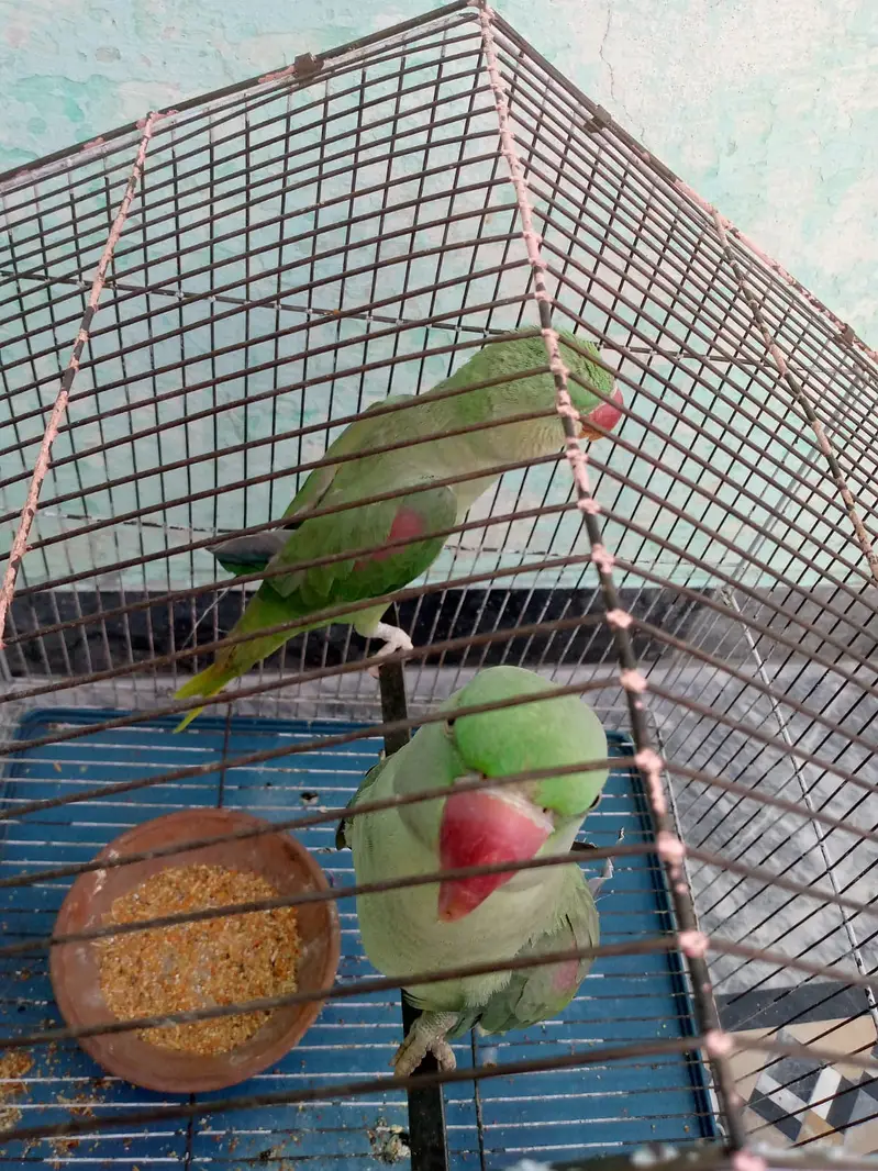 Pair of Healthy Parrots for Sale — photo 2