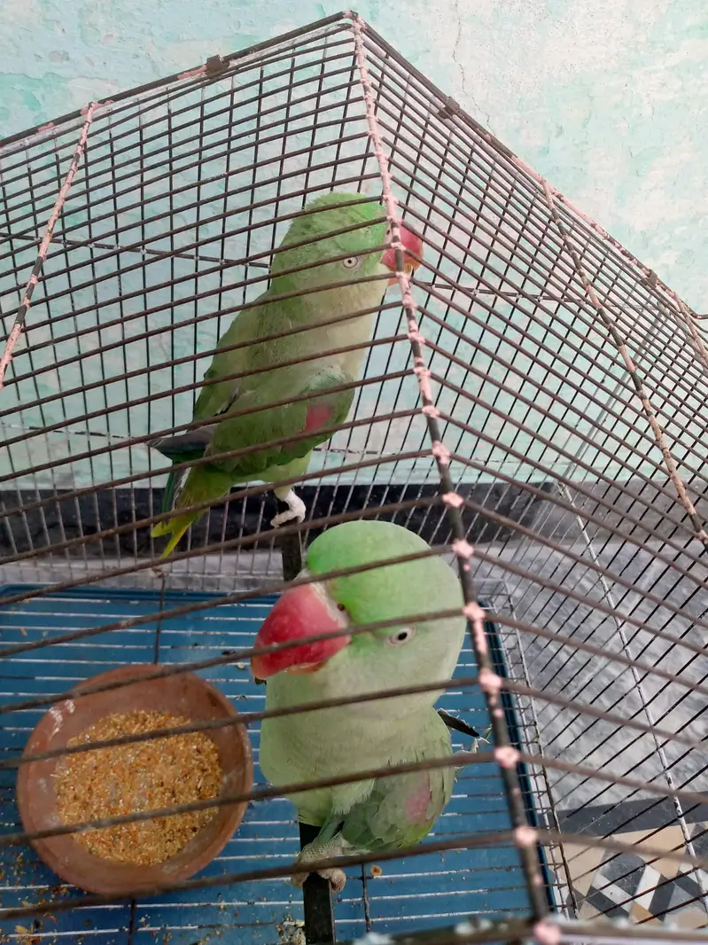 Pair of Healthy Parrots for Sale — photo 3