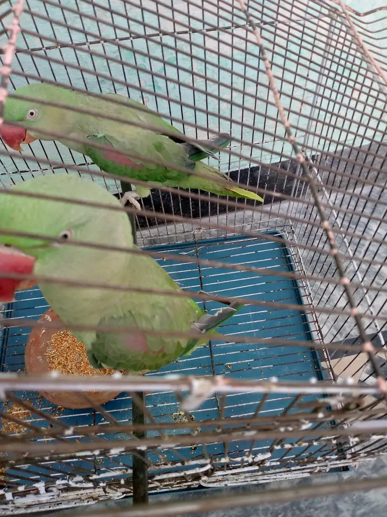 Pair of Healthy Parrots for Sale — photo 4