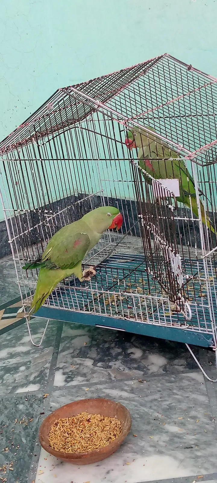 Pair of Healthy Parrots for Sale — photo 5